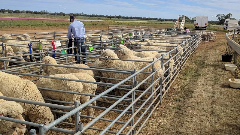 Isisford Sheep & Wool Show Web